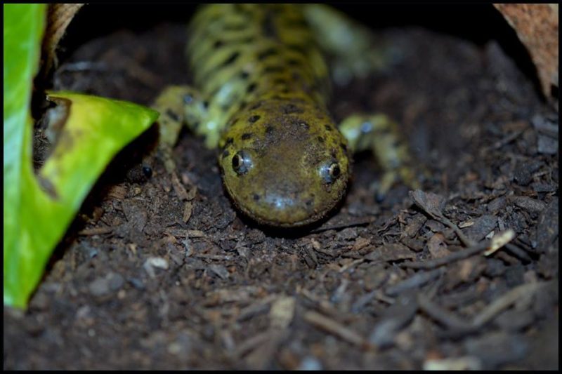 Edmonton Reptile and Amphibian Expo Family Fun Edmonton