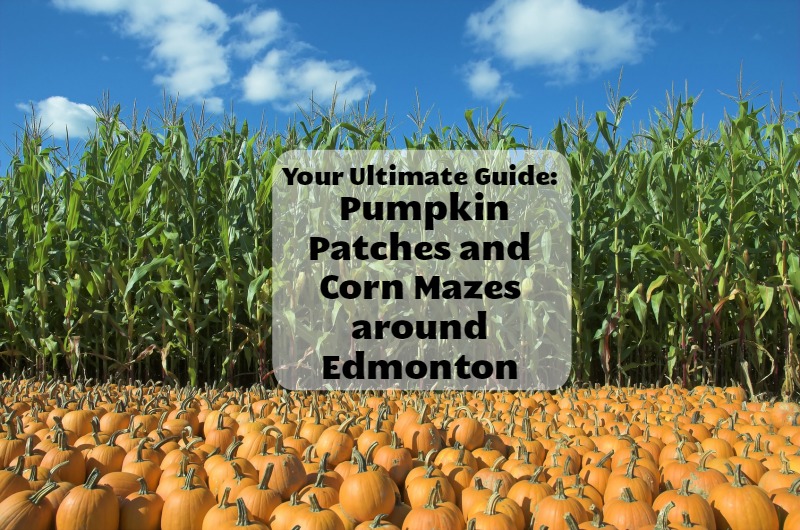 Pumpkin Patch Around Edmonton