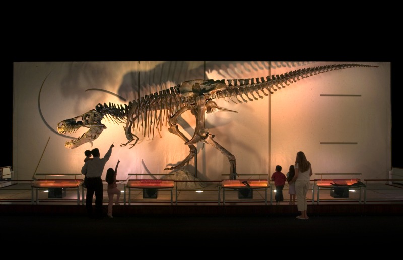 sue t rex discovery