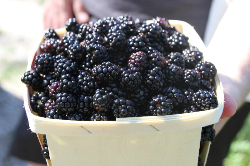 Blackberry Picking in Early September, Nova Scotia