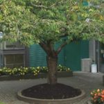 marpoleoakridgecommunitycentre marpoleoakridgecommunitycentre
