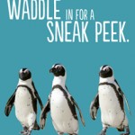 penguins-member-peek Penguins Sneek Peek