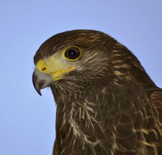 hawk birds prey raptors harris ridge kilo edit vancouver desktop wallpapers loneliness distance academy eagle wallpapersafari freeimages trebuchet magazine giving