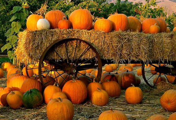 Pumpkin Patch Halifax