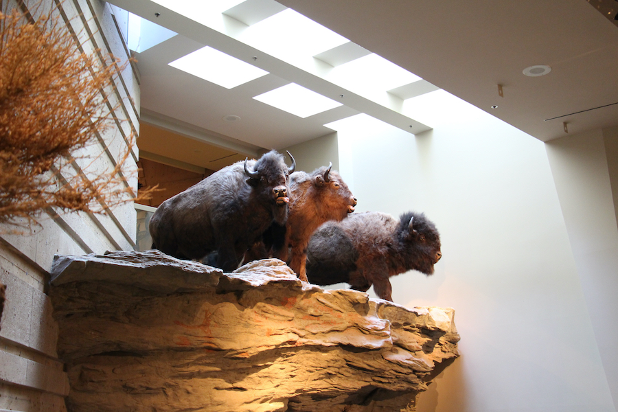 Head-Smashed-In Buffalo Jump (Familienspaß Calgary)