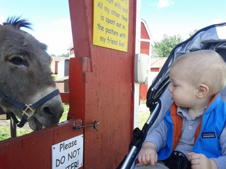 A friendly donkey at Butterfield Acres