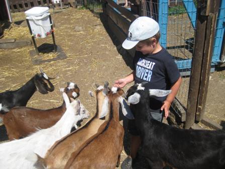 Goats at Butterfield Acres