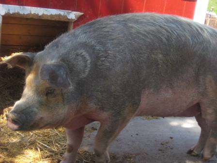 Pig at Butterfield Acres