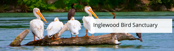 Inglewood Bird Sanctuary (Diversão em Família Calgary)