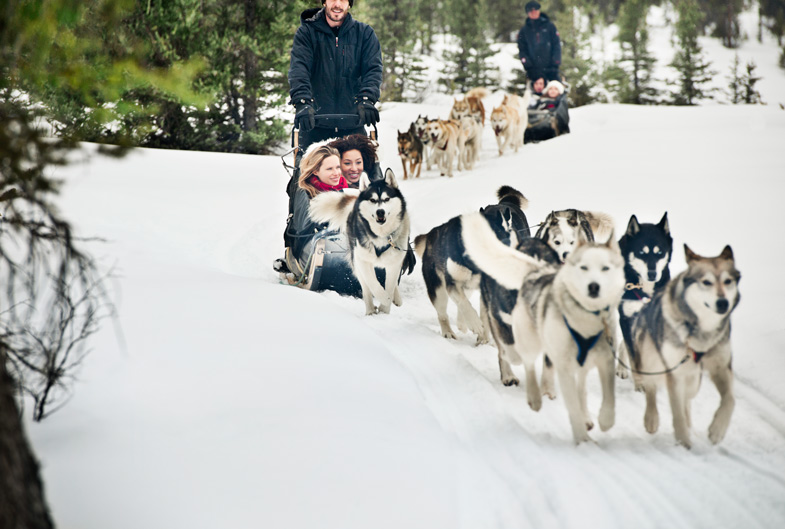 dog sledding