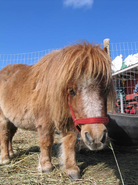 Los amigos peludos abundan en Butterfield Acres en Calgary AB.