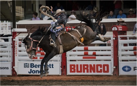 Stampede Rodeo (Family Fun Calgary)