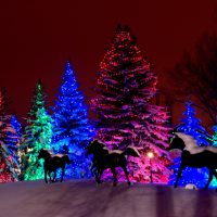 Spruce Meadows Christmas Lights (Family Fun Calgary)