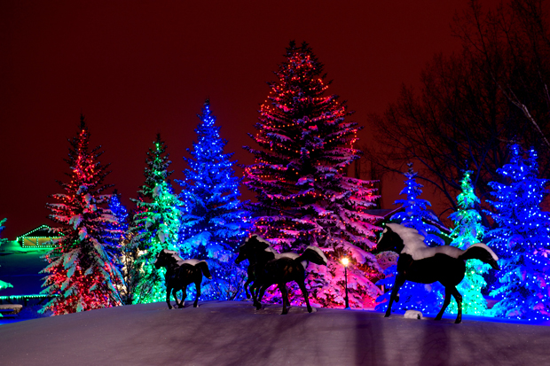 Spruce Meadows Christmas Lights (Family Fun Calgary)