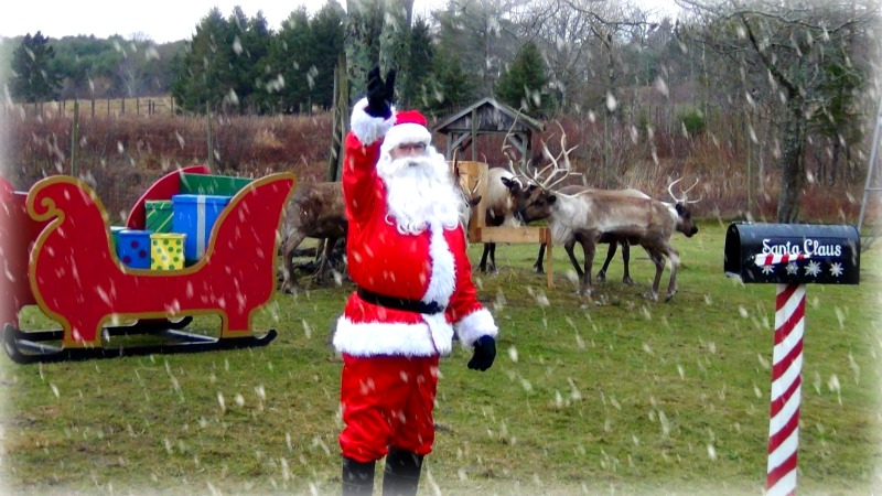 Santa Feeds His Reindeer, Live on Web-Cam from Nova Scotia!
