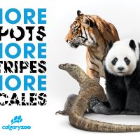 Calgary Zoo Membership (Family Fun Calgary)