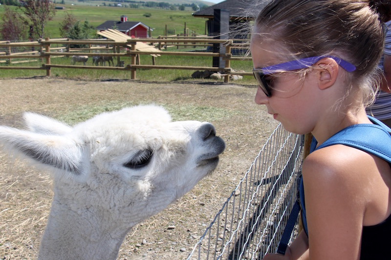 Granary Road-Alpaca（Family Fun Calgary）