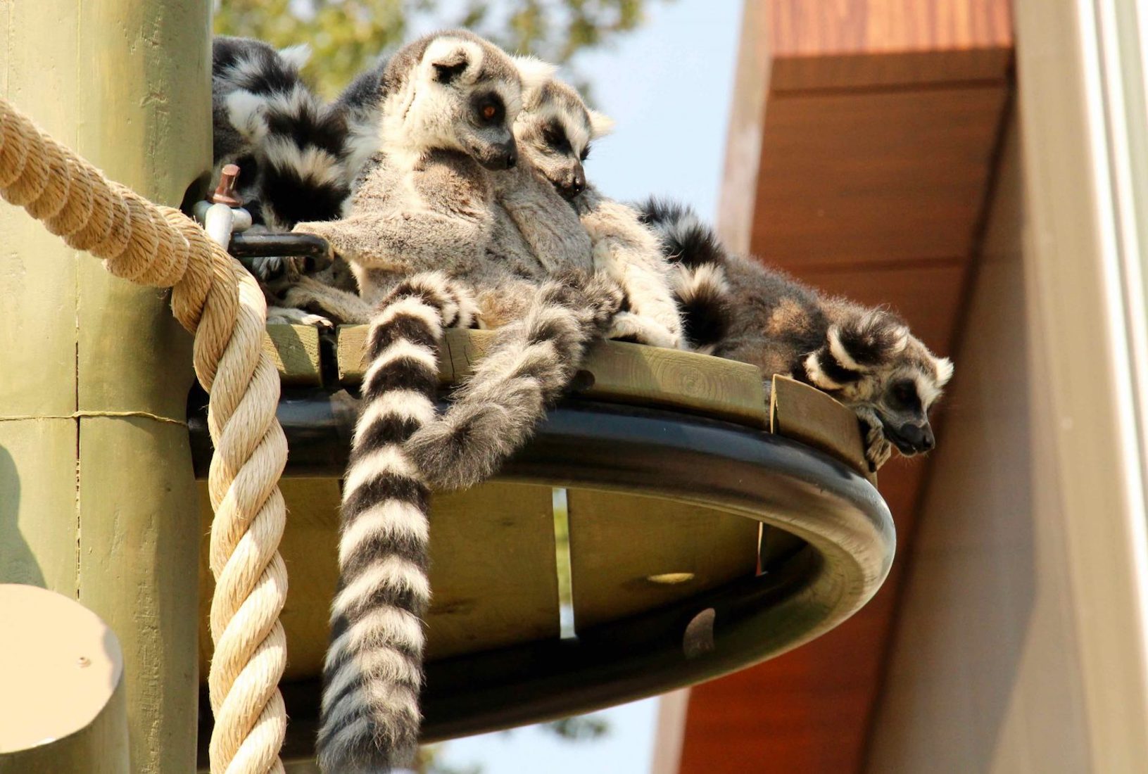 Ring-Tailed Lemurs (Family Fun Calgary)