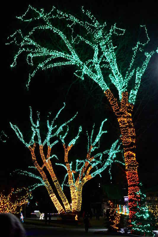 Zoo lights (Family Fun Calgary)