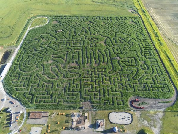 Labirinto de milho Calgary Farmyard (Diversão em Família Calgary)