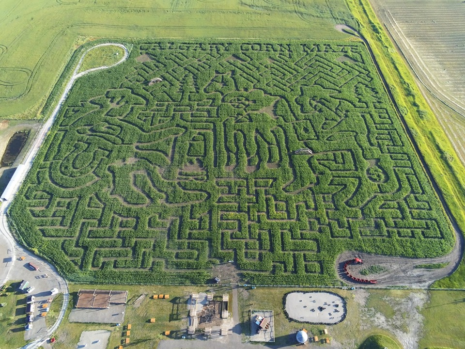 Calgary Farmyard Corn Maze (Family Fun Calgary)
