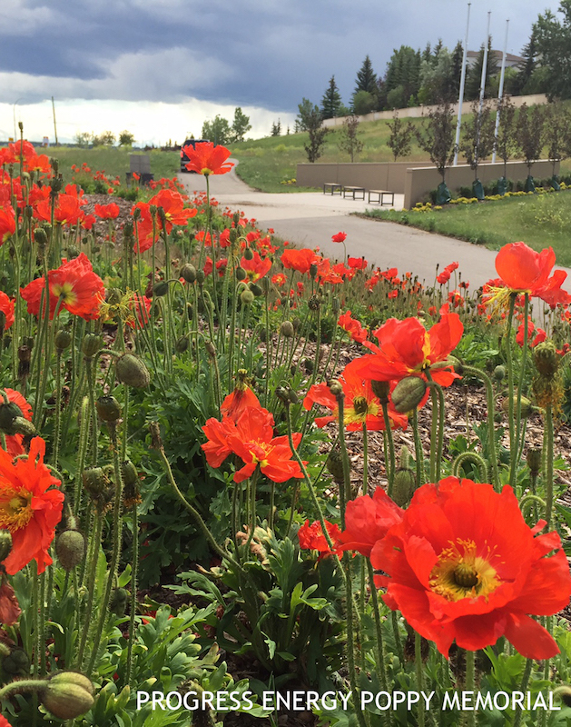 Além do Playground: Calgary Parks (Family Fun Calgary)