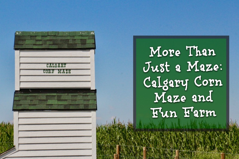 Calgary Corn Maze (Family Fun Calgary)