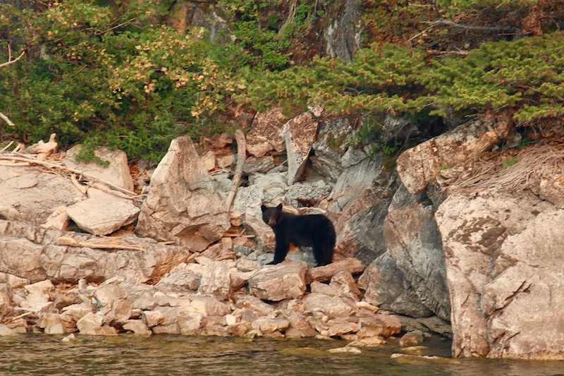 Waterton Boat Cruise (Family Fun Calgary)