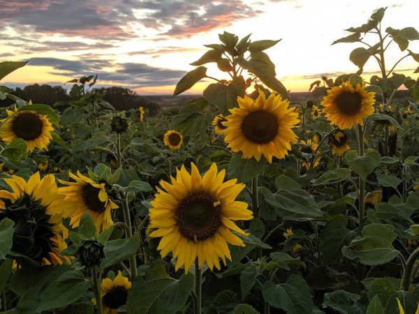 Bowden SunMaze (Familienspaß Calgary)