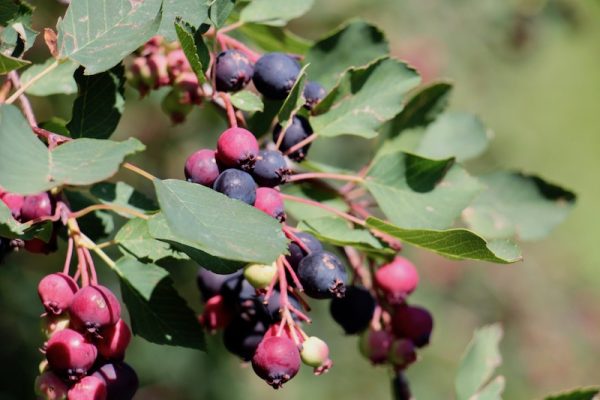 Посещение фермы Solstice Berry (семейный отдых в Калгари)