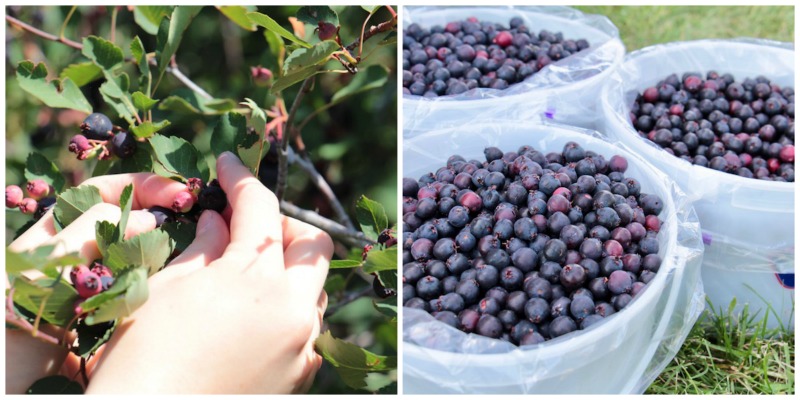 Besuch der Solstice Berry Farm (Familienspaß Calgary)