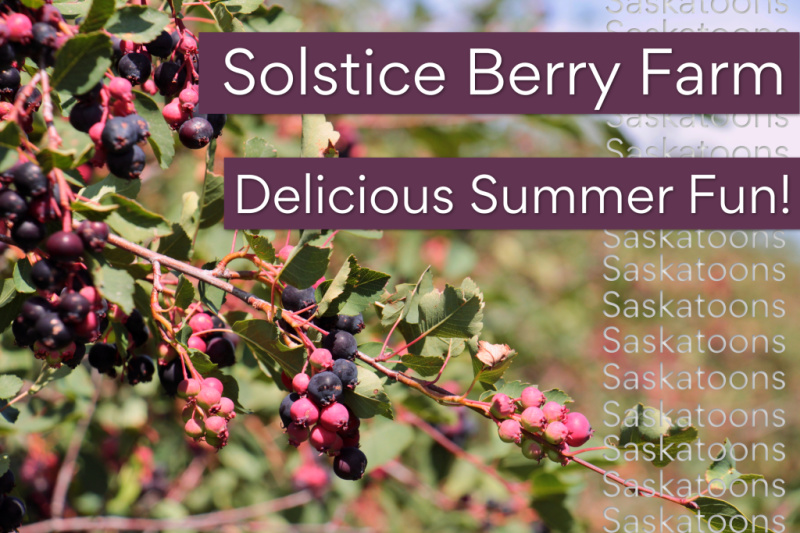 Solstice Berry Farm Visit (Family Fun Calgary)