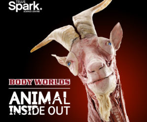 TELUS Spark Body Worlds (Family Fun Calgary)