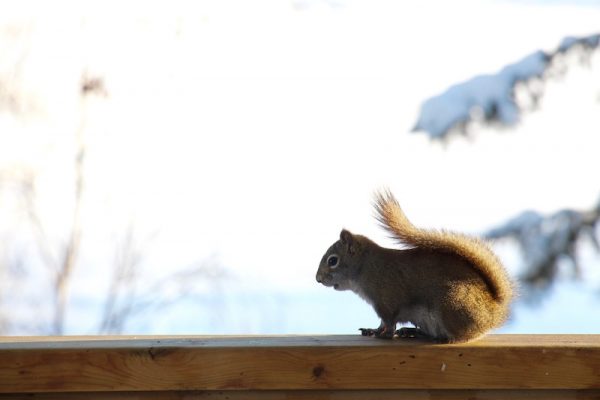 Calgary Weekend Cold COVID (Diversión familiar en Calgary)