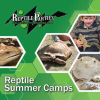 Reptile Parties Summer Camps (Family Fun Calgary)