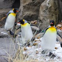 Promenade des pingouins du zoo de Calgary