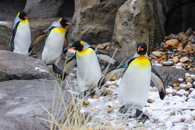 Penguin Walks at the Calgary Zoo | Family Fun Calgary