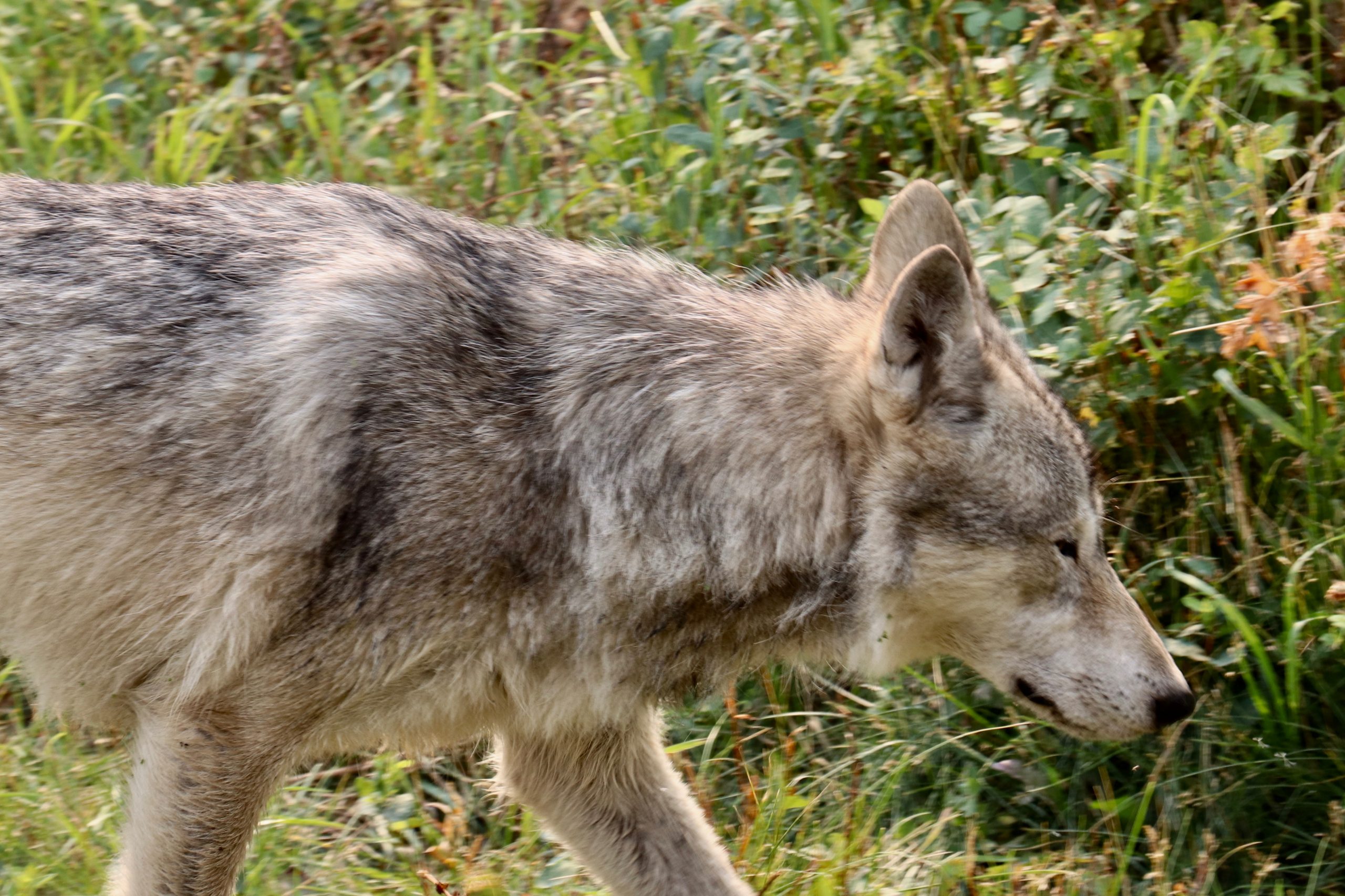 Santuario de perros lobo de Yamnuska (diversión familiar en Calgary)