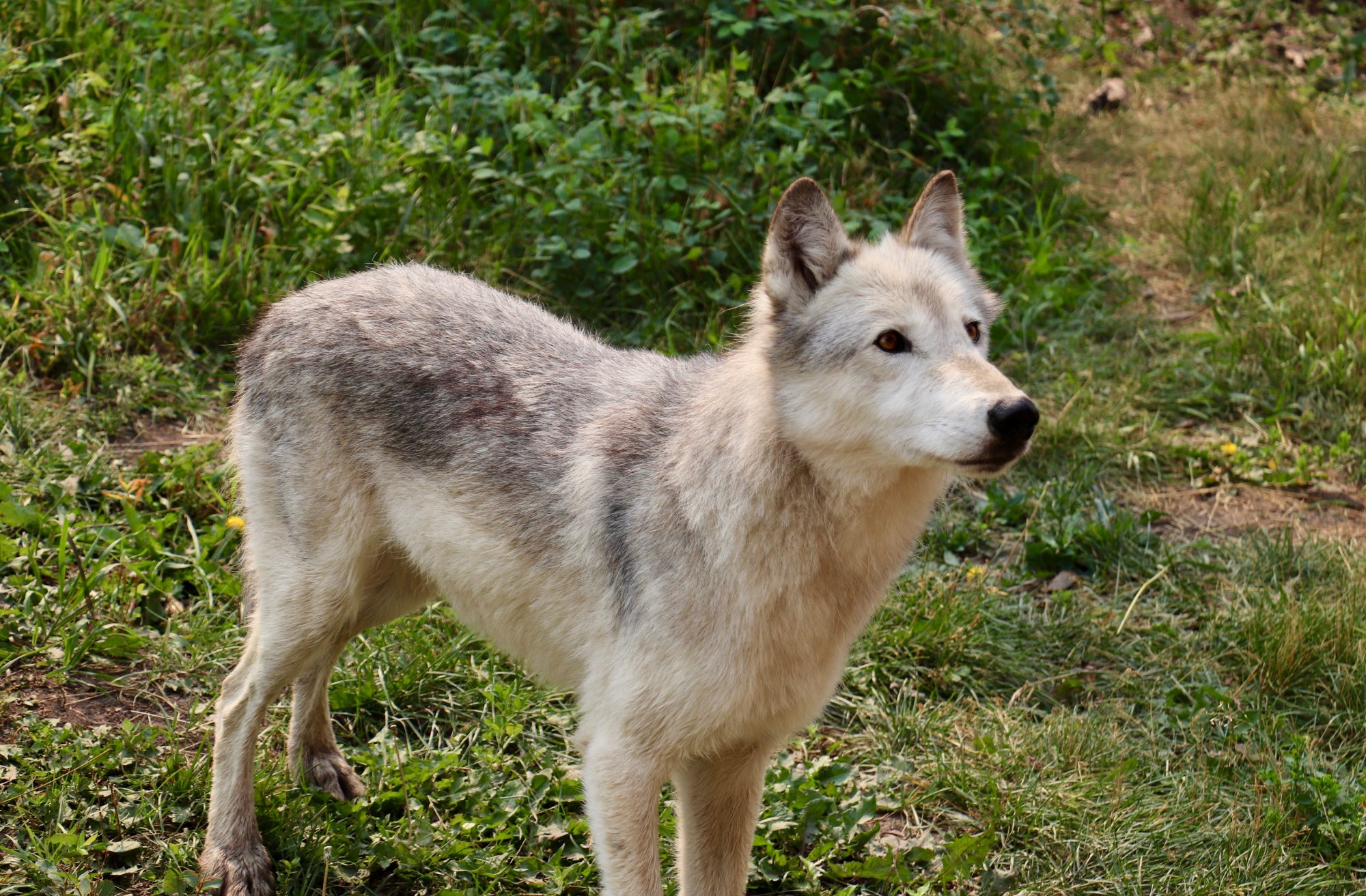 Santuario de perros lobo de Yamnuska (diversión familiar en Calgary)