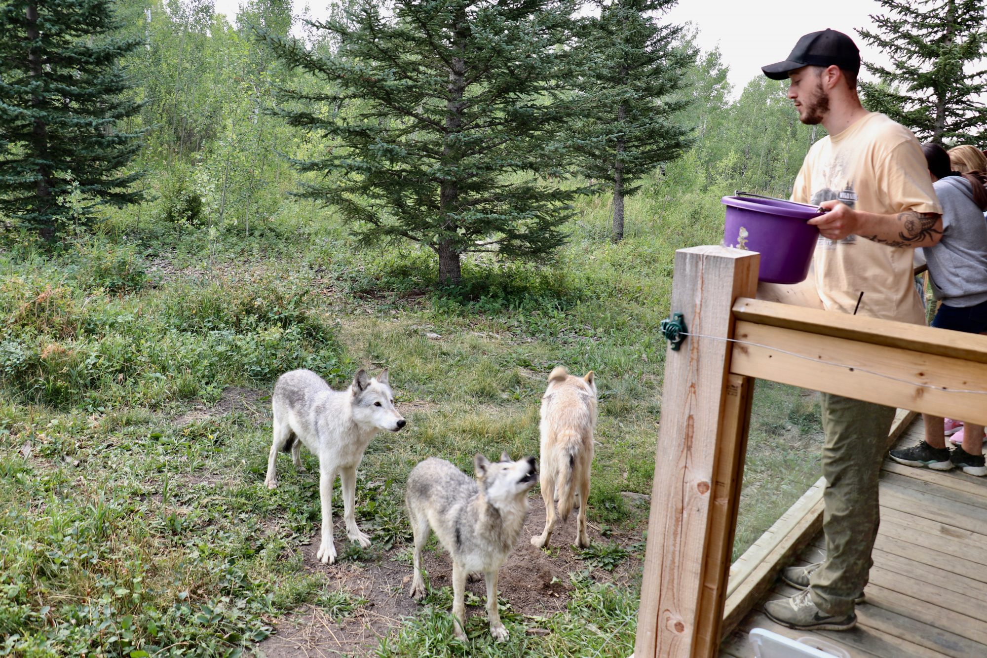 Santuario de perros lobo de Yamnuska (diversión familiar en Calgary)