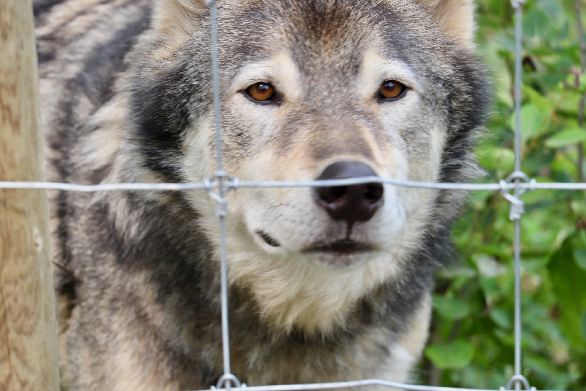 Yamnuska Wolfdog Sanctuary (Familienspaß Calgary)