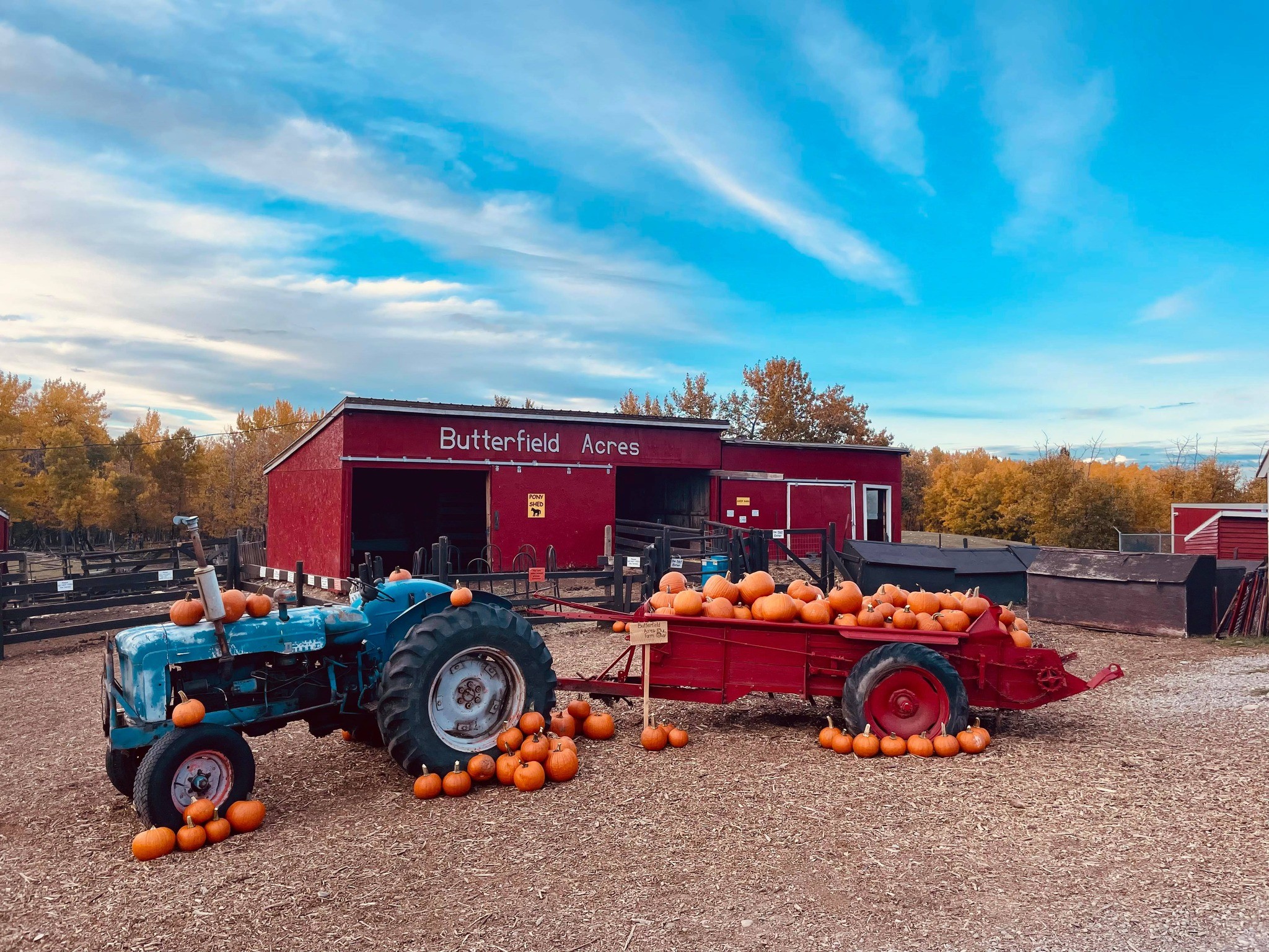 Праздник тыквы Butterfield Acres Harvest (Семейный отдых в Калгари)