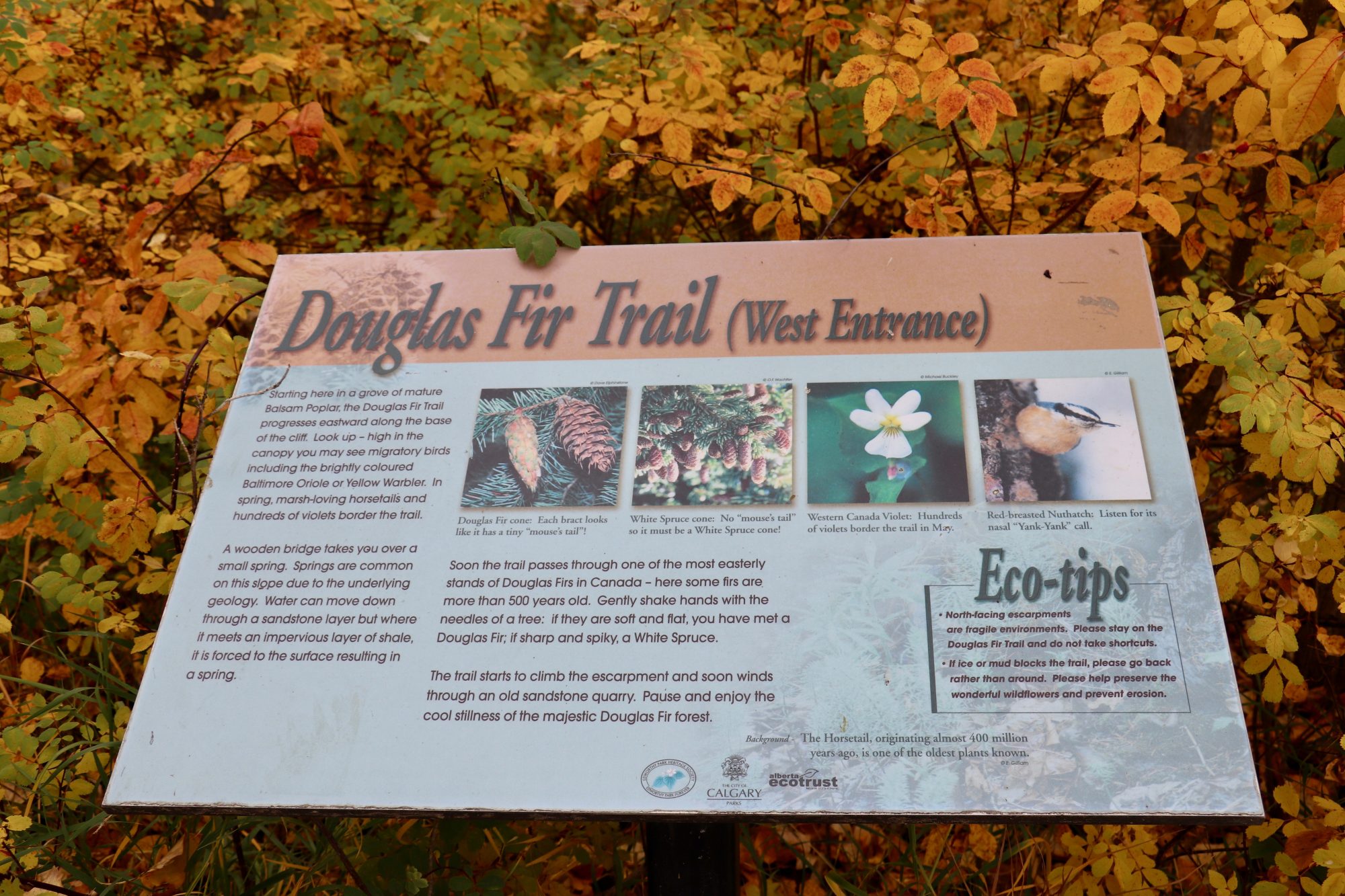 Douglas Fir Trail Edworthy Park (Family Fun Calgary)