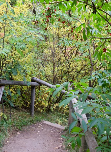 Douglas Fir Trail Edworthy Park (Семейный отдых в Калгари)