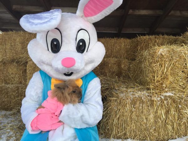 Butterfield Acres Spring Babies Festival (Family Fun Calgary)