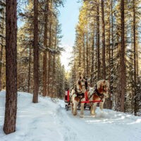 Boundary Ranch Christmas (Family Fun Calgary)