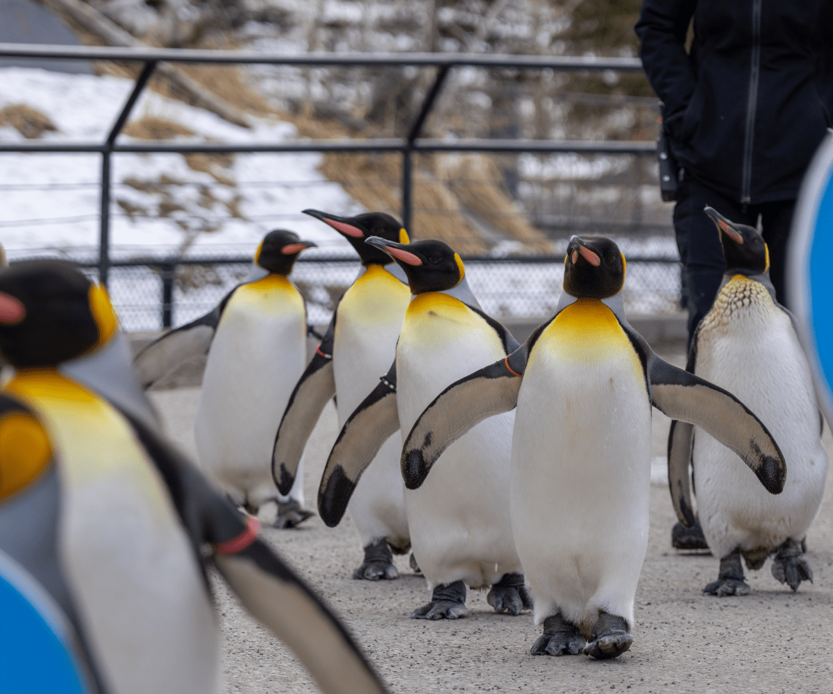 ワイルダー研究所/カルガリー動物園の冬の楽しみ (カルガリーの家族向けの楽しみ)