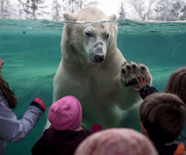 Wilder Institute/Calgary Zoo Winter Fun (Family Fun Calgary)