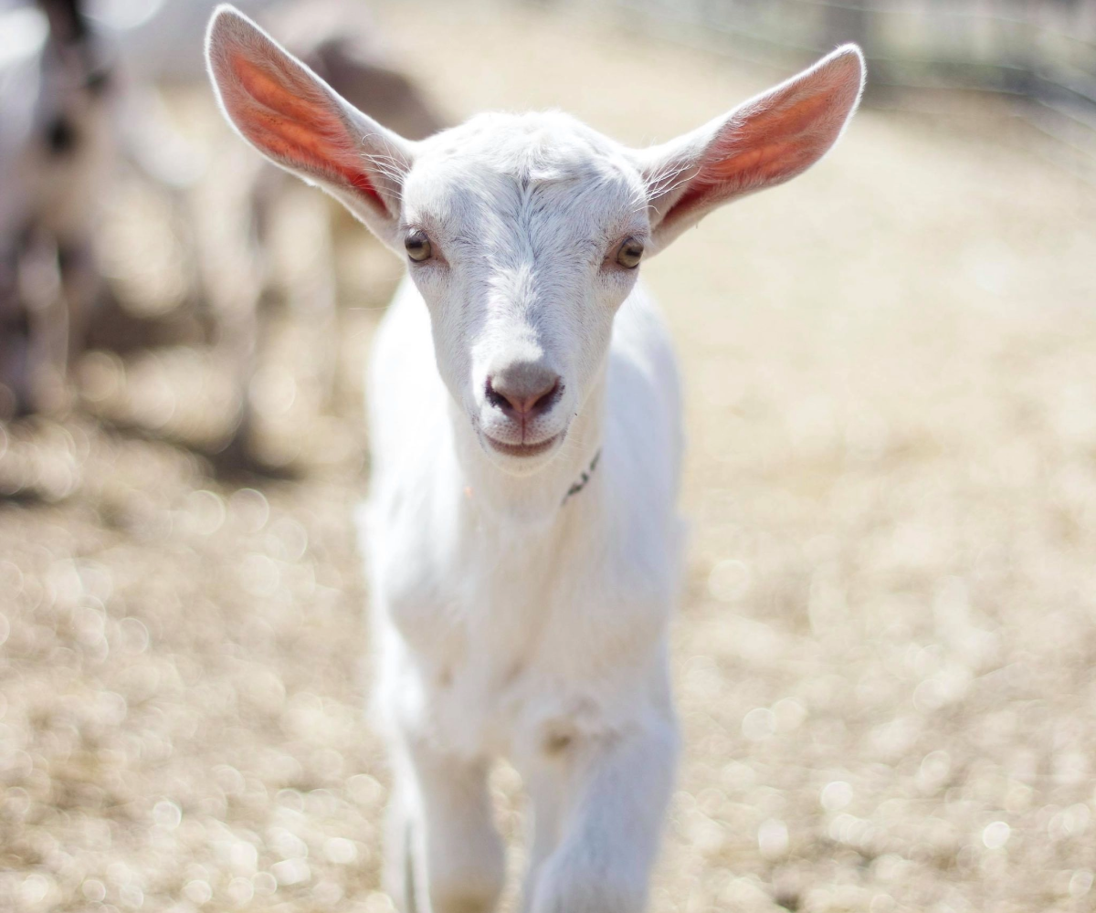 Butterfield Acres Spring Babies Festival (Family Fun Calgary)
