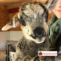Butterfield Acres Spring Babies Festival (Family Fun Calgary)
